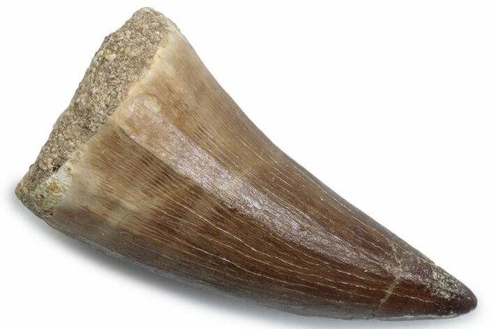 Fossil Mosasaur (Mosasaurus) Tooth - Morocco #384019